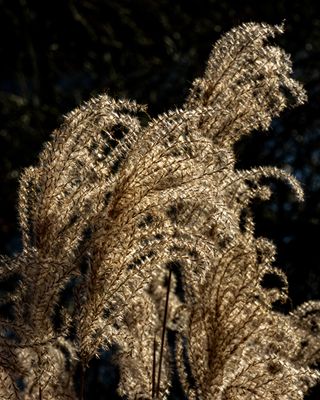 January 8 2023 Light R7 33a47 64 edit a1 -.jpg