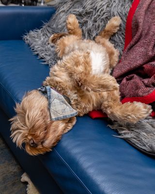 January 31 2023 Comfortable A6A3194 edit -3194.jpg