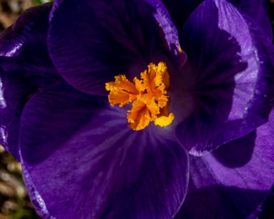 March 20 2023 Happy Spring 2 R1914 LR -0001914.jpg