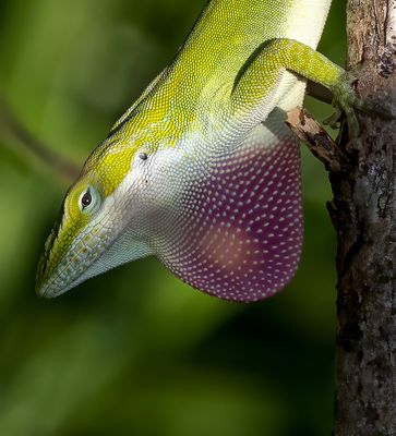 April 6 202 green lizard puffed up cropped a6a4229 G Sharpened-.jpg