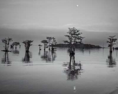 April 6 2023 BW trees in water R2015 Auto topaz AI -.jpg