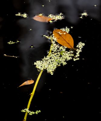 April 6 2023 leaf in dark water A6a4112 Auto topaz AI -.jpg