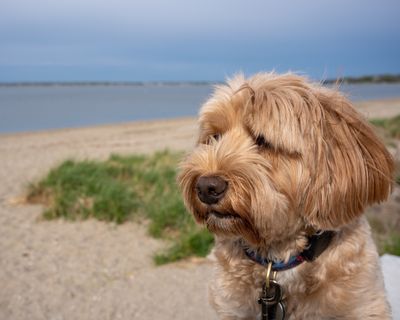 April 29 2023 beach bean boy DSC306 topaz ai -.jpg
