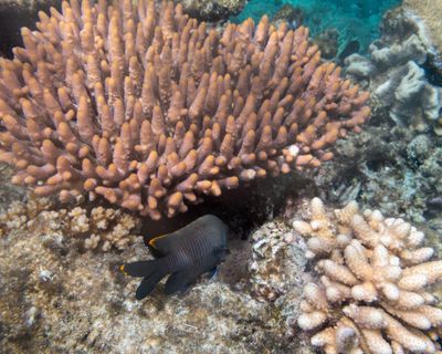 Australia coral reef black fish 1013 NR -.jpg