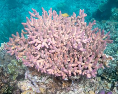 Australia coral reef yellow fish 1006 NR -.jpg