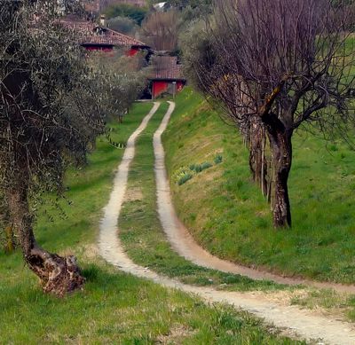best of travel  Belagio Italy Conference road leading to olive trees-.jpg
