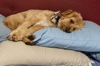 June 27 sleepy boy 2 2753-02753.jpg
