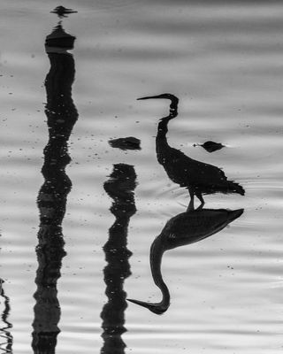 August 22 52 frames upside down GBH 4825 vs 2 topazai-.jpg