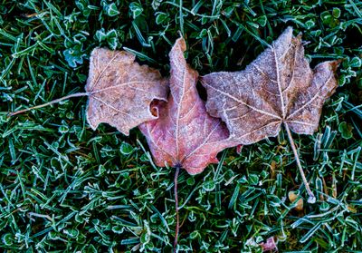 November 2 first frost 1 a7c0735 topaz ai.jpg