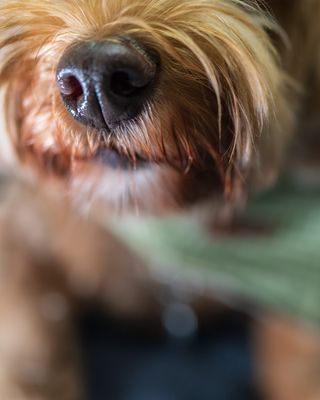 November 5 bean nose bokeh a7c0790 topaz ai.jpg