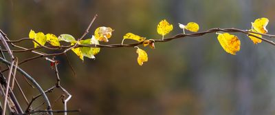 November 9 2023 bokeh leaves a7c0864 Topaz ai_.jpg
