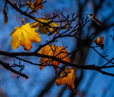 November 19 2023 fall fading away a7c1015.jpg