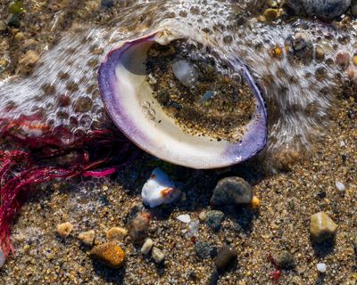 November 20 2023 Seascape 52 frames version 3 a7c1125.jpg