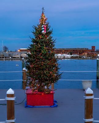 December 6 2023 Xmas tree Docks a7c1782 topaz ai.jpg