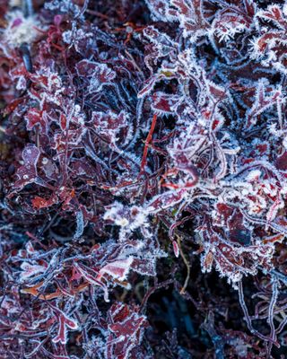 December 7 2023 crop 2 kelp frosted a7c1815 topaz ai.jpg