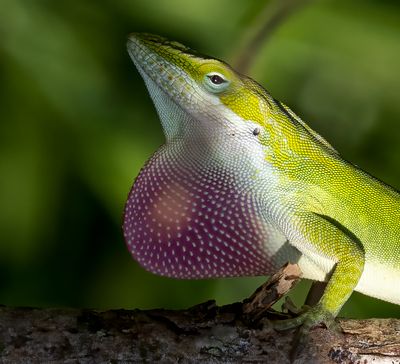 Green Anole top 20