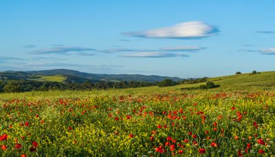 May 2024  Friday found Poppy Field vs 3 pano  Tuscany a7c6529 topazai_.jpg