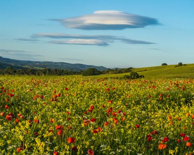 May 2024 Friday found Poppy Field Tuscany a7c6526 topazai_.jpg
