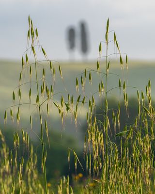 Thursday two trees greenery A7C6268 Topaz ai.jpg