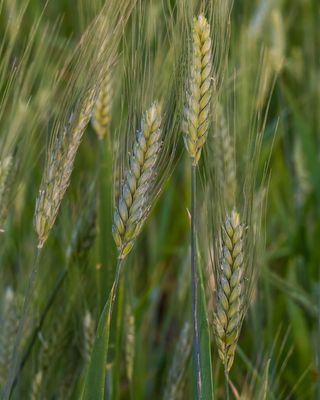 Wenesday  crop wheat A7C6070 Topaz ai.jpg