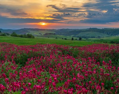 May 24 Tuscan Sunset on red flowers not poppies A7C5894 Topaz ai.jpg