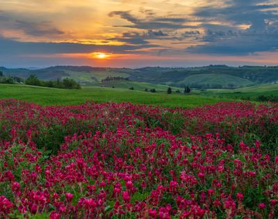 May 24 Tuscan Sunset on red flowers not poppies vs 2 A7C5894 Topaz ai.jpg