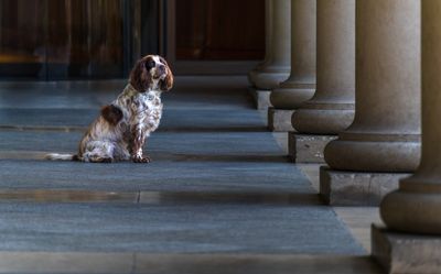 London Prince King of Spaniels colonade collar removed a7c5386 topazai_.jpg