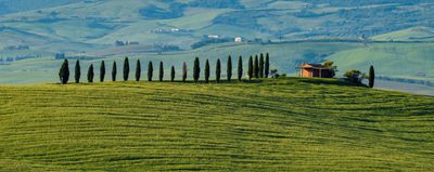 May 24 row of cypress  A7C5678 Topaz ai.jpg