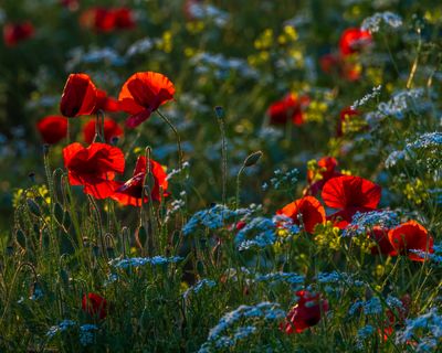 May 2024  Friday found Poppy Field vs 4 backlit   Tuscany a7c6561 topazai_.jpg
