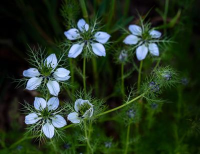 sunday flower on way back up A7C5784 Topaz ai.jpg