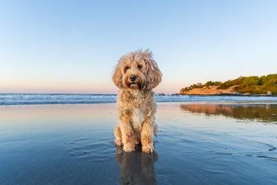 June 1st  bean beach  vs 2  collar removed A7C6832  Topaz ai.jpg