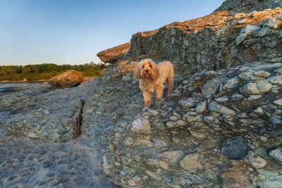 June 2  embark dogscape 1 vs 3  A7C7308  Topaz ai.jpg
