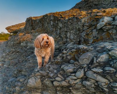 June 2  dogscape 3 vs  1 4x5  A7C7301 Topaz ai.jpg