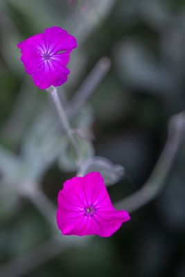 June 10  just pink LRC PS  Topaz ai A7C7787_.jpg