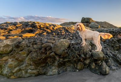 June 12  embark dogscape or up up edit edit 2  LRC PS Topaz ai A7C7852.jpg