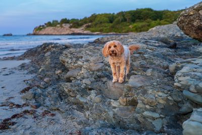 June 19 embark dogscape off flash 2 fix LRC ps Topaz ai A7C8209.jpg