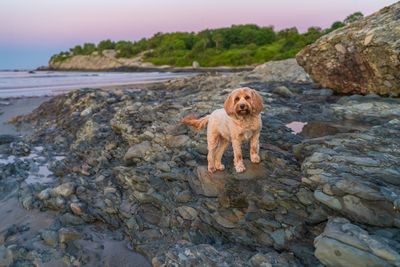 June 25  Embark dogscapes make it pop  lRC PS Topaz ai A7C8725.jpg