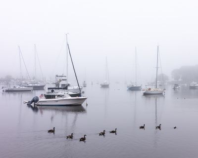 July 9  got the ducks on reatiner  LR  Topaz R 2281.jpg