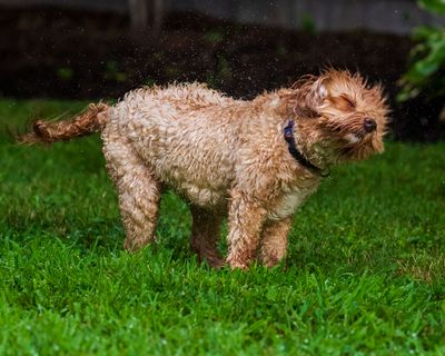 August 4 sprinkler madness 2 A7c1632.jpg