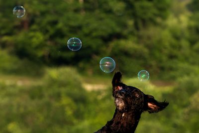 July 4  GBL bubble 2 psd vs 2 crop  in lrc PS topaz A7C9944.jpg