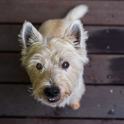 August 1 tooth smile LR A7C1479 Teno_.jpg