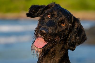 DRAFT Teno E Say what Good Boy Louie vs 2 A7C0060.jpg
