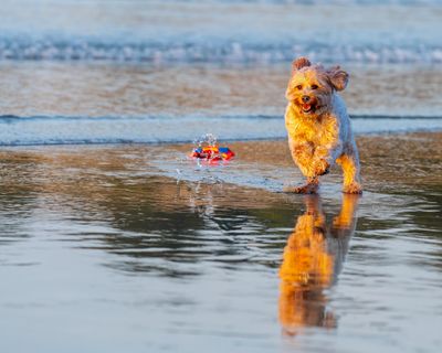 August 25 bean running without chuck it_A7C3701.jpg