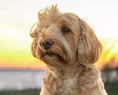 September 11  experimenting with backlighting at sunset  a7d4813.jpg