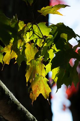 October 9 autumn light is the best  a7c5900.jpg