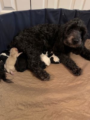 Mona birth annoucement 5 boys-topaz-sharpen-upscale-4x.jpeg