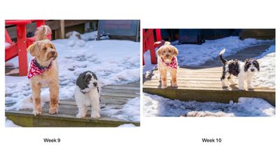 Watch me grow week 10.jpg