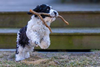 March 8 2025 day 36 Goda now that a stick A7C8349_.jpg