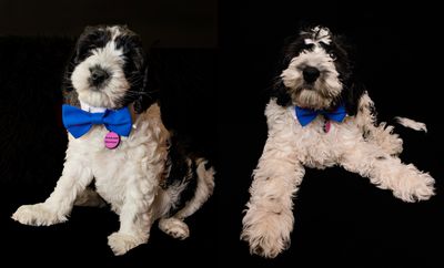 March 14 2025  day 41 blue tie series 9 vs 13 weeks.jpg