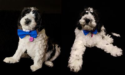 March 14 2025  day 41 blue tie series 9 vs 13 weeks.jpg